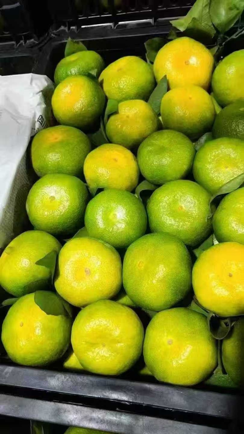 资阳特早蜜橘大量上市产地直发可视频看货欢迎咨询