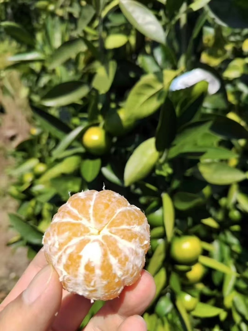 资阳特早蜜橘大量上市产地直发可视频看货欢迎咨询