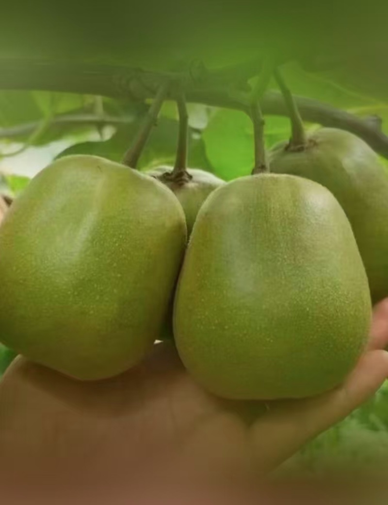 黄心猕猴桃，产地直供保质保量量大从优欢迎看货