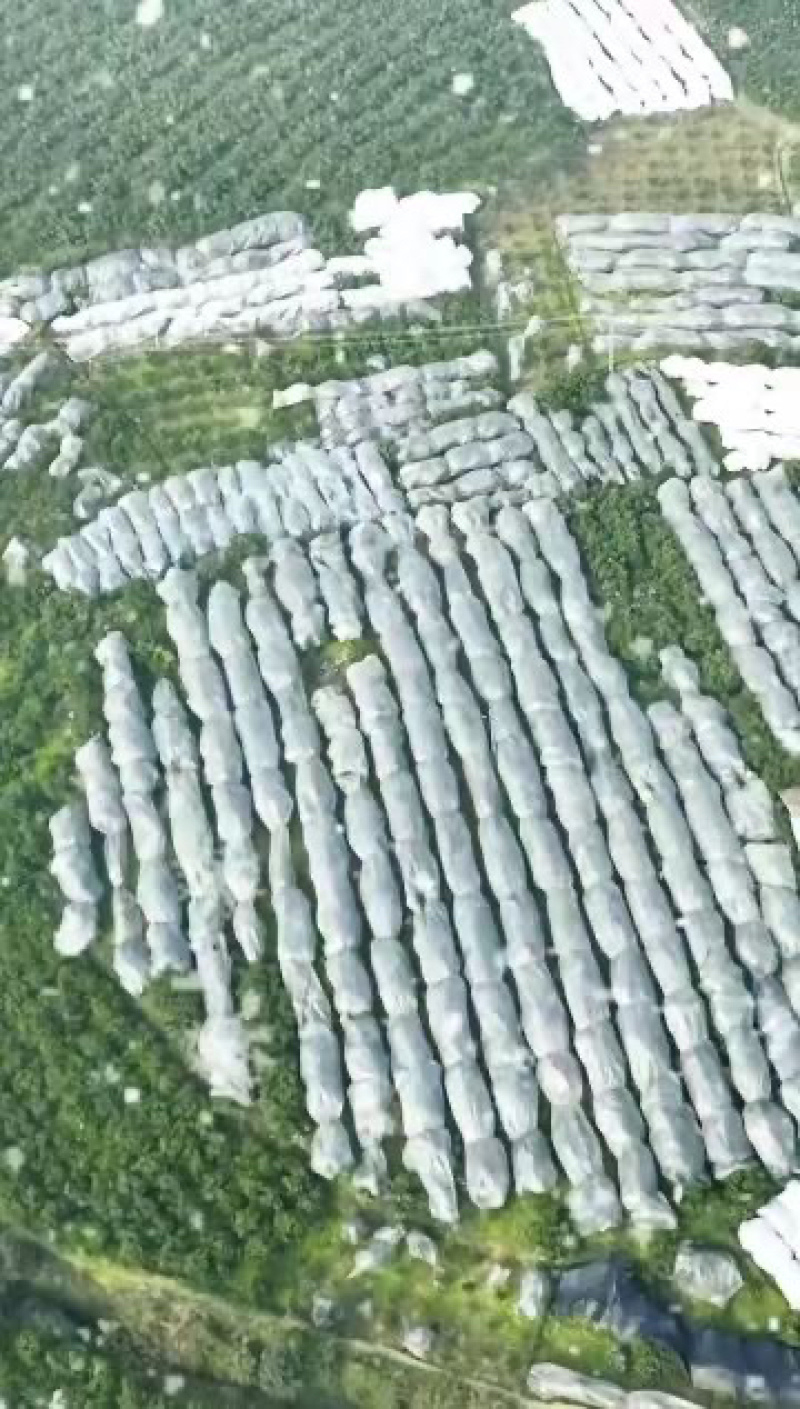 四川精品耙耙柑春见柑桔产地直发一手货源全国发货