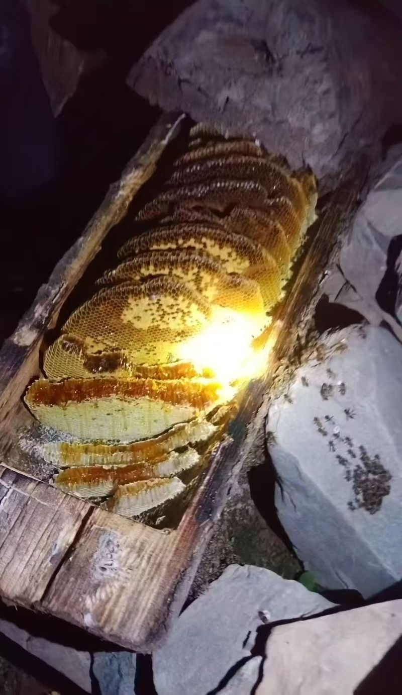 土蜂蜜自家养殖