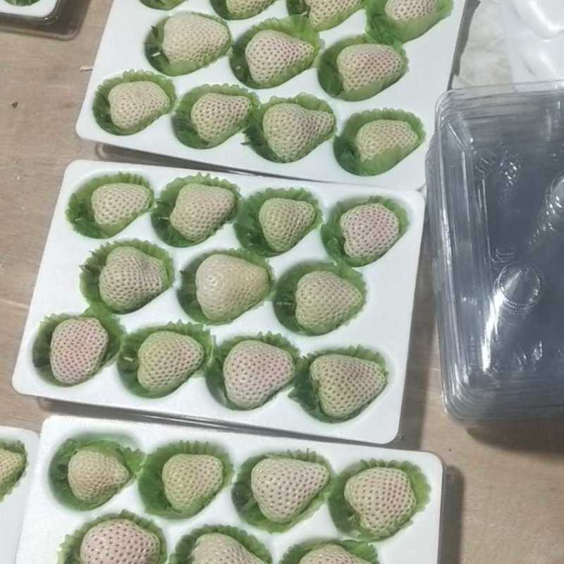 天使8号草莓苗，基地直供，成活率高，无病害，