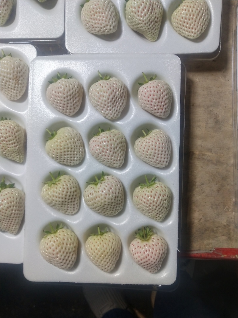天使8号草莓苗，基地直供，成活率高，无病害，