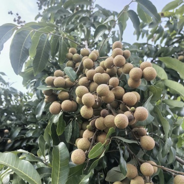 泸州桂圆