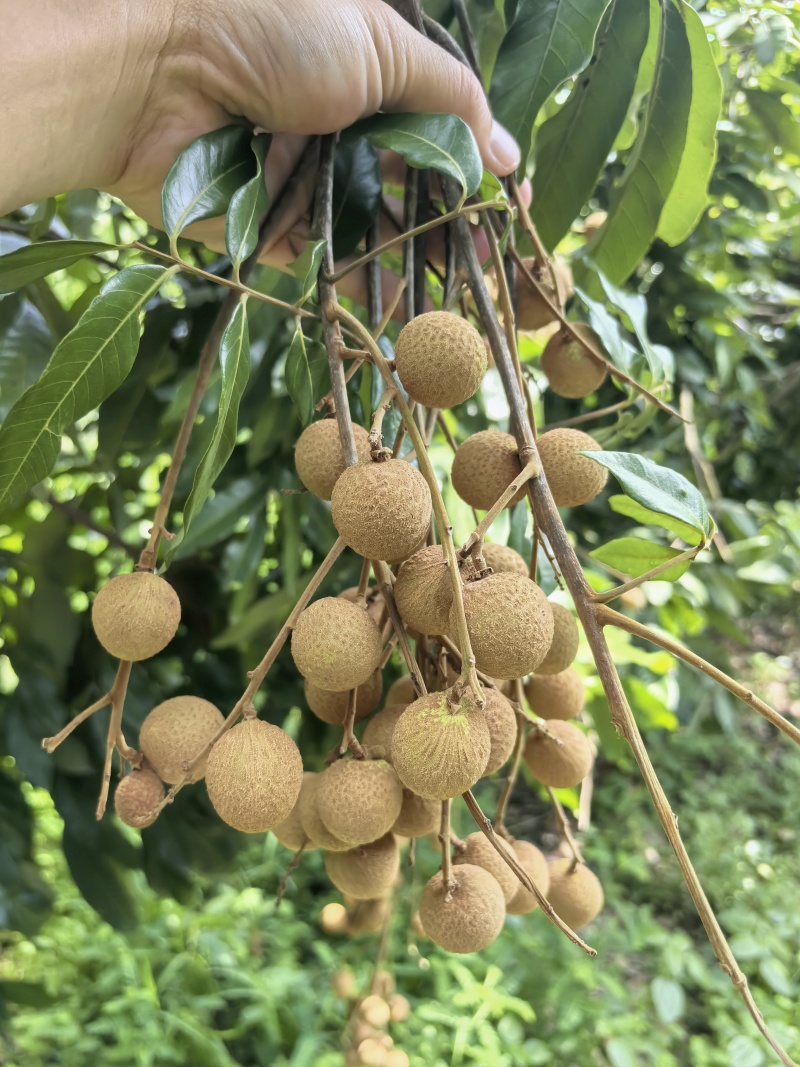 泸州桂圆