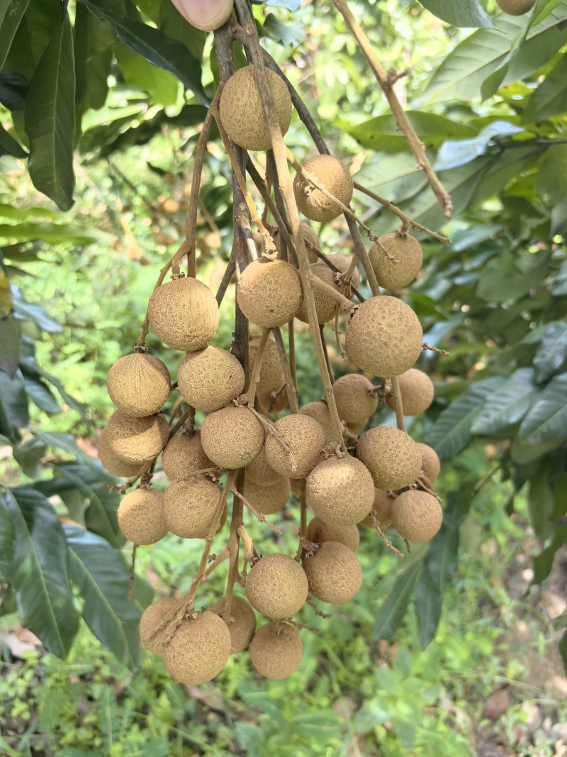 泸州桂圆