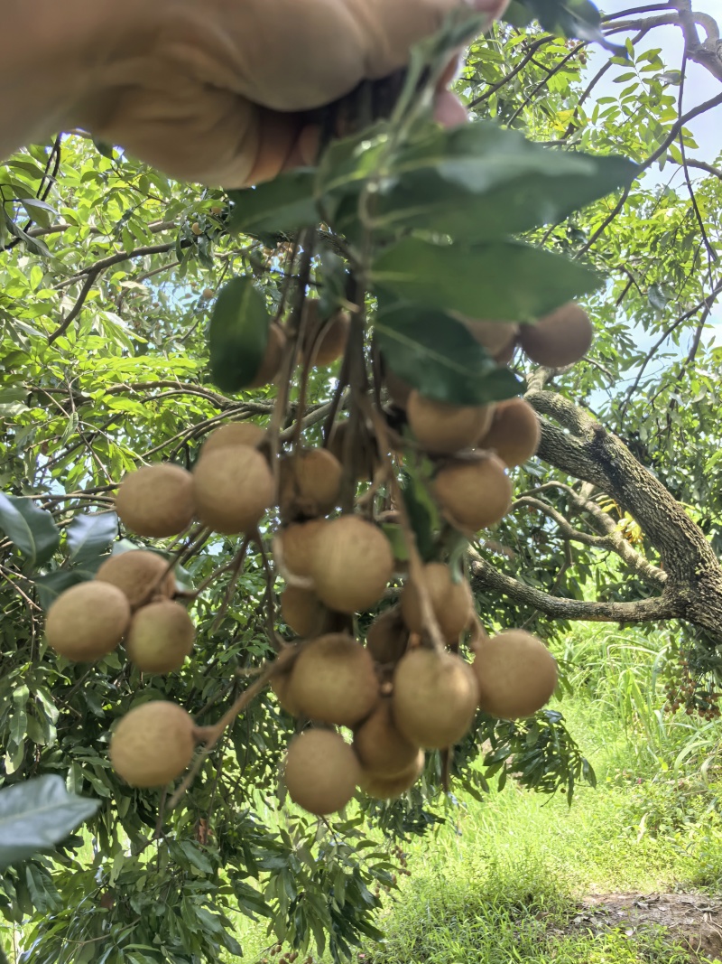 泸州桂圆