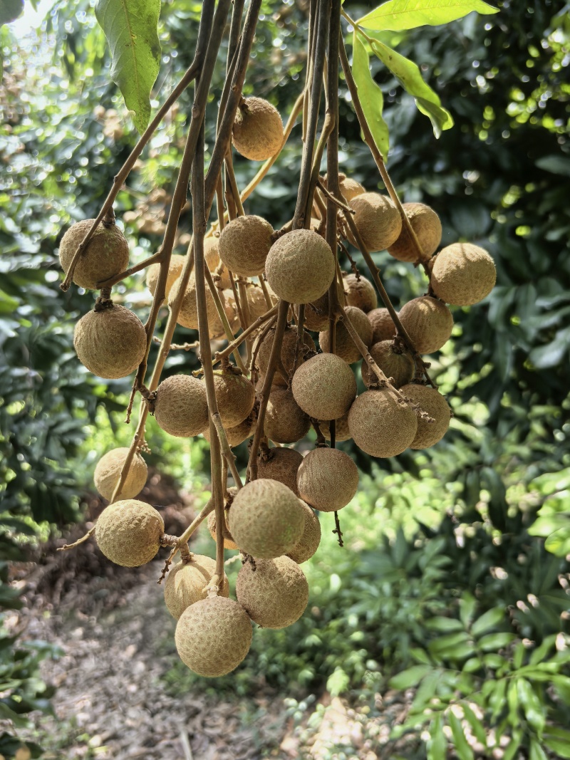 泸州桂圆