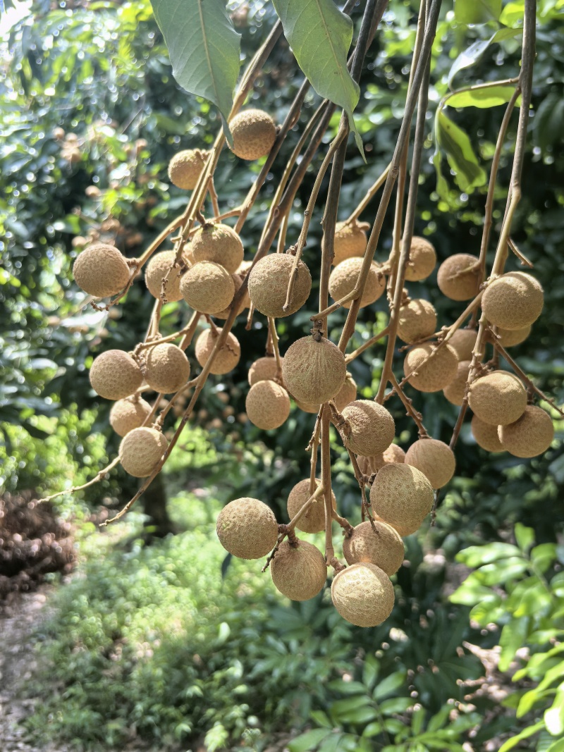 泸州桂圆