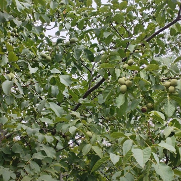 新鲜核桃
