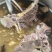 牛背骨，诚信经营，价格便宜，欢迎看货，品质，