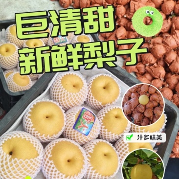 湖南梨怀化金秋梨产地直销无代办接各种小车大车