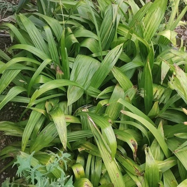 白芨