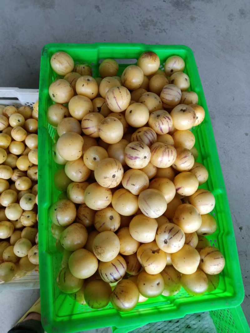 精品人参果产地直供大量有货，对接超市电商批发市场