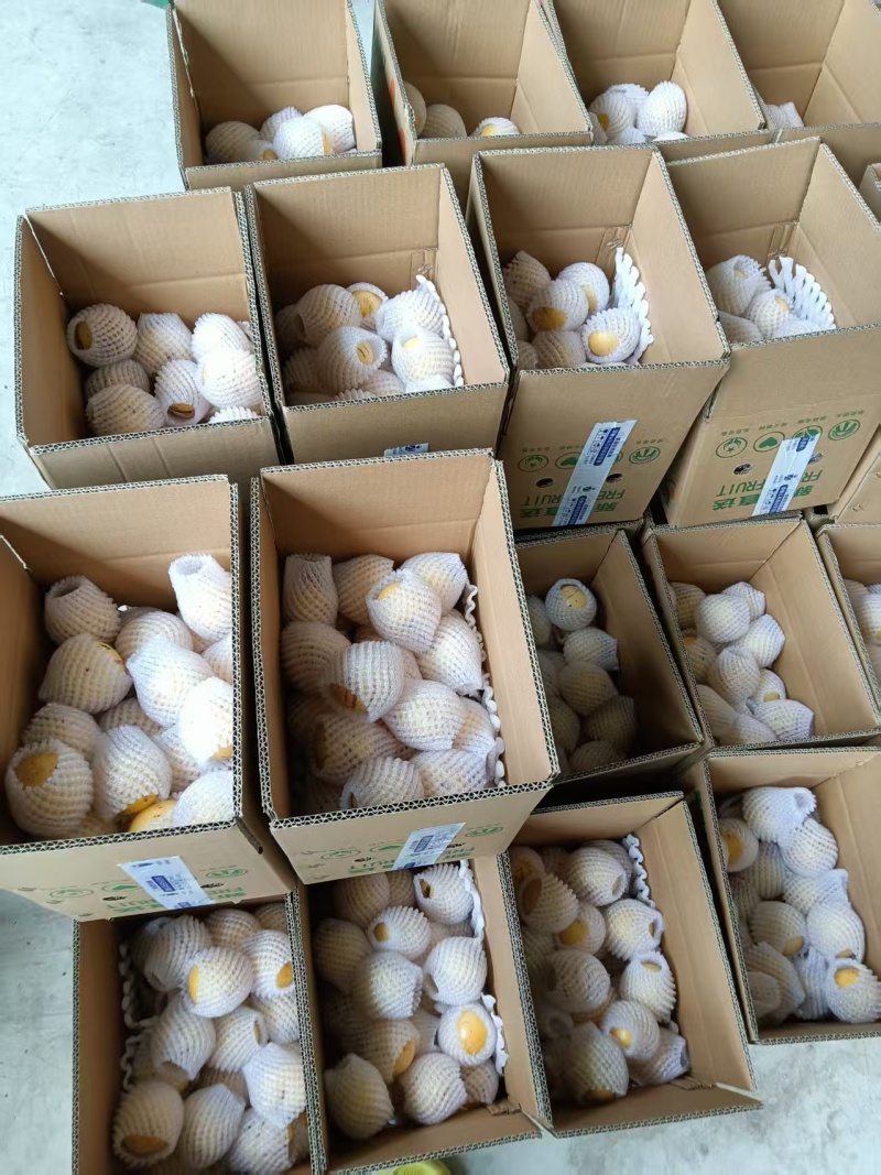 精品人参果产地直供大量有货，对接超市电商批发市场