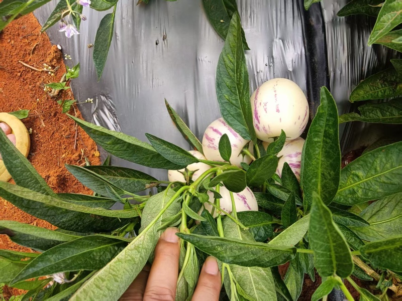 精品人参果产地直供大量有货，对接超市电商批发市场