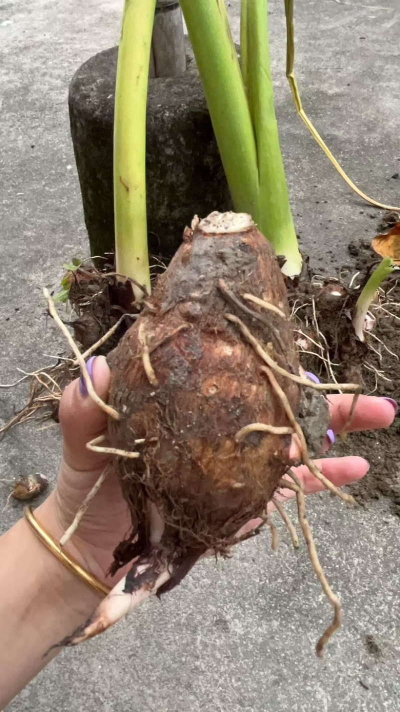 铅山万亩优质红芽芋基地，一手货源，诚信经营