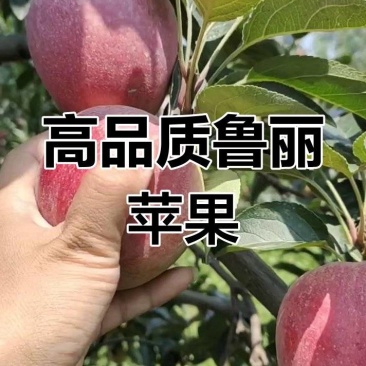 鲁丽苹果辽宁苹果高品质苹果25年现摘现发价格实惠欢迎电联