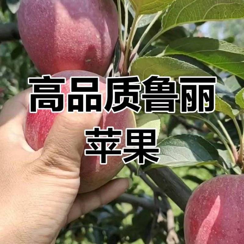 鲁丽苹果辽宁苹果高品质苹果25年现摘现发价格实惠欢迎电联