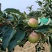 鲁丽苹果辽宁苹果高品质苹果25年现摘现发价格实惠欢迎电联