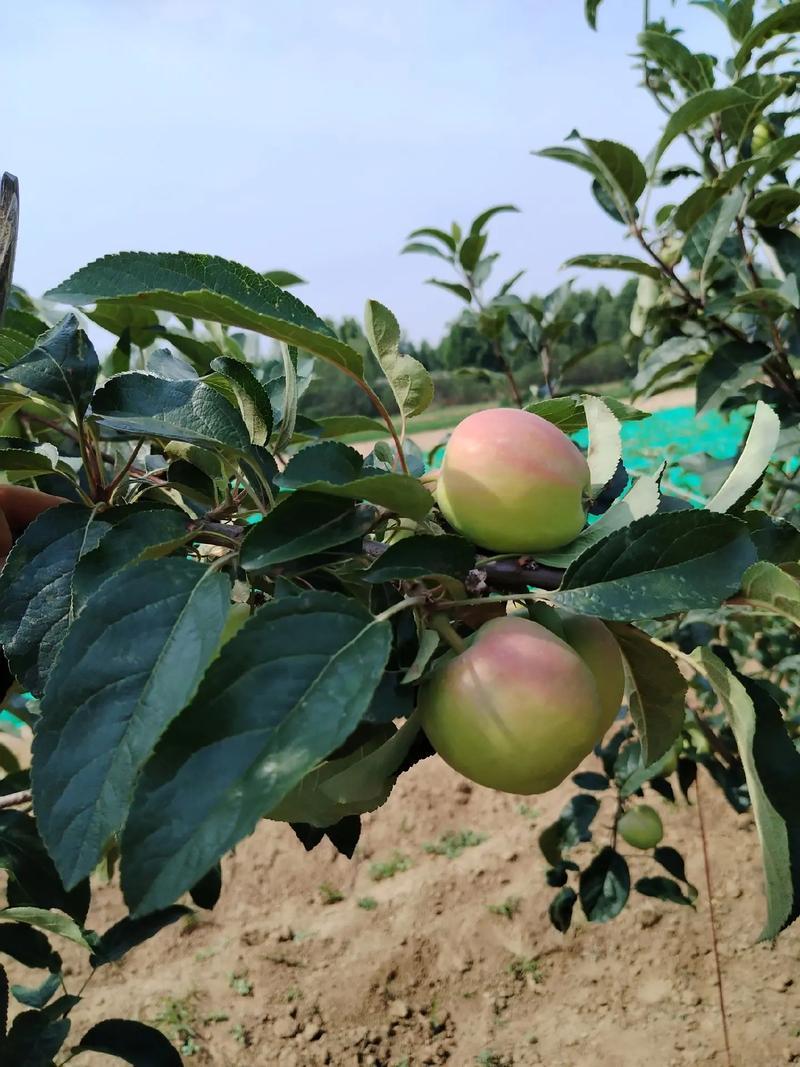 鲁丽苹果辽宁苹果高品质苹果25年现摘现发价格实惠欢迎电联