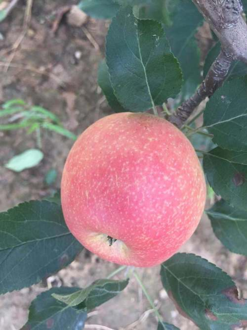 鲁丽苹果辽宁苹果高品质苹果25年现摘现发价格实惠欢迎电联