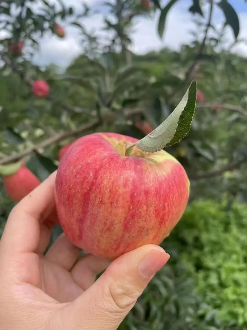 鲁丽苹果辽宁苹果高品质苹果25年现摘现发价格实惠欢迎电联