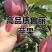 鲁丽苹果辽宁苹果高品质苹果25年现摘现发价格实惠欢迎电联