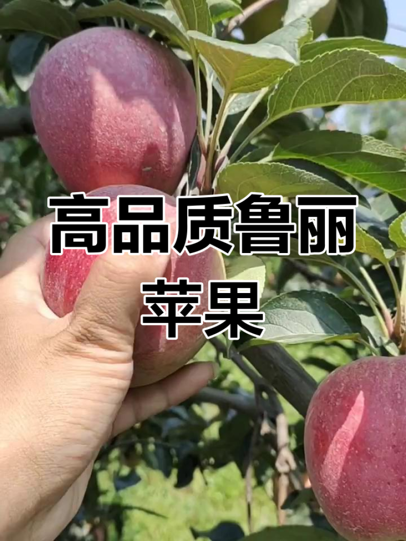 鲁丽苹果辽宁苹果高品质苹果25年现摘现发价格实惠欢迎电联