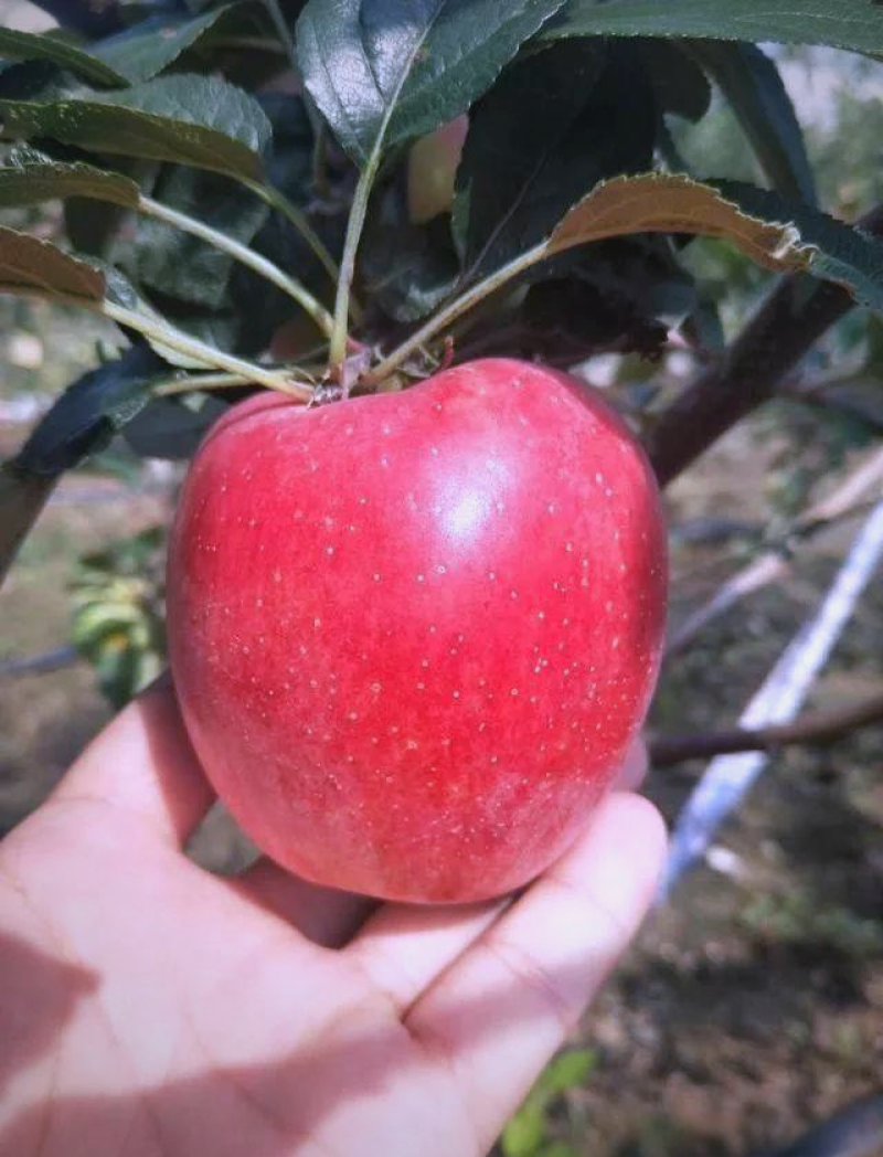 鲁丽苹果辽宁苹果高品质苹果25年现摘现发价格实惠欢迎电联