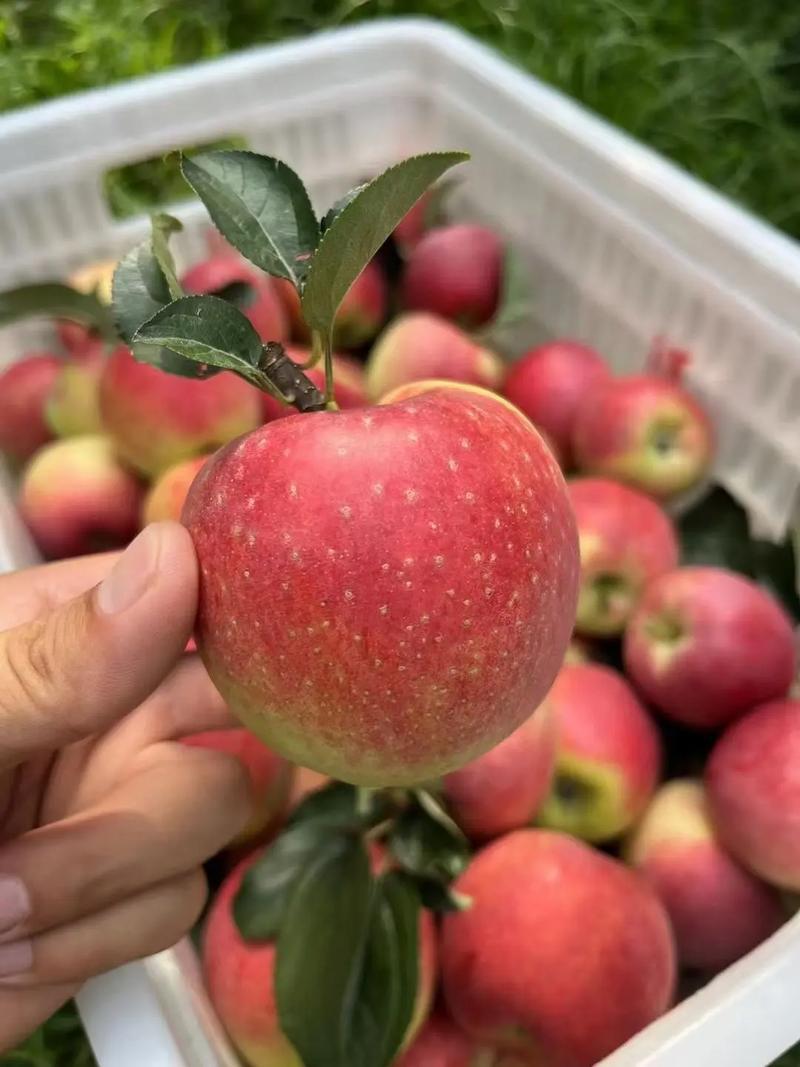鲁丽苹果辽宁苹果高品质苹果25年现摘现发价格实惠欢迎电联
