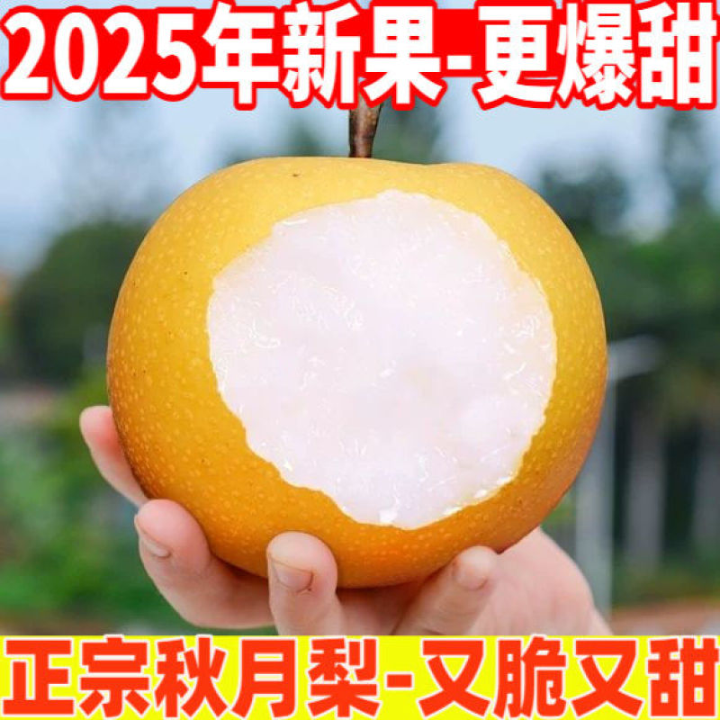 《万人合作商》正宗秋月梨基地直发对接商超电商团购一条龙