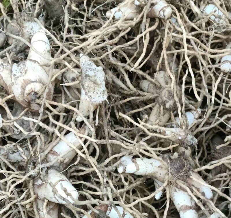 正宗白芨***更纯净随时有货随时享用品质生活从正品开始