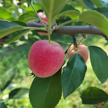 山西临汾农康果中果种植鸡心小苹果