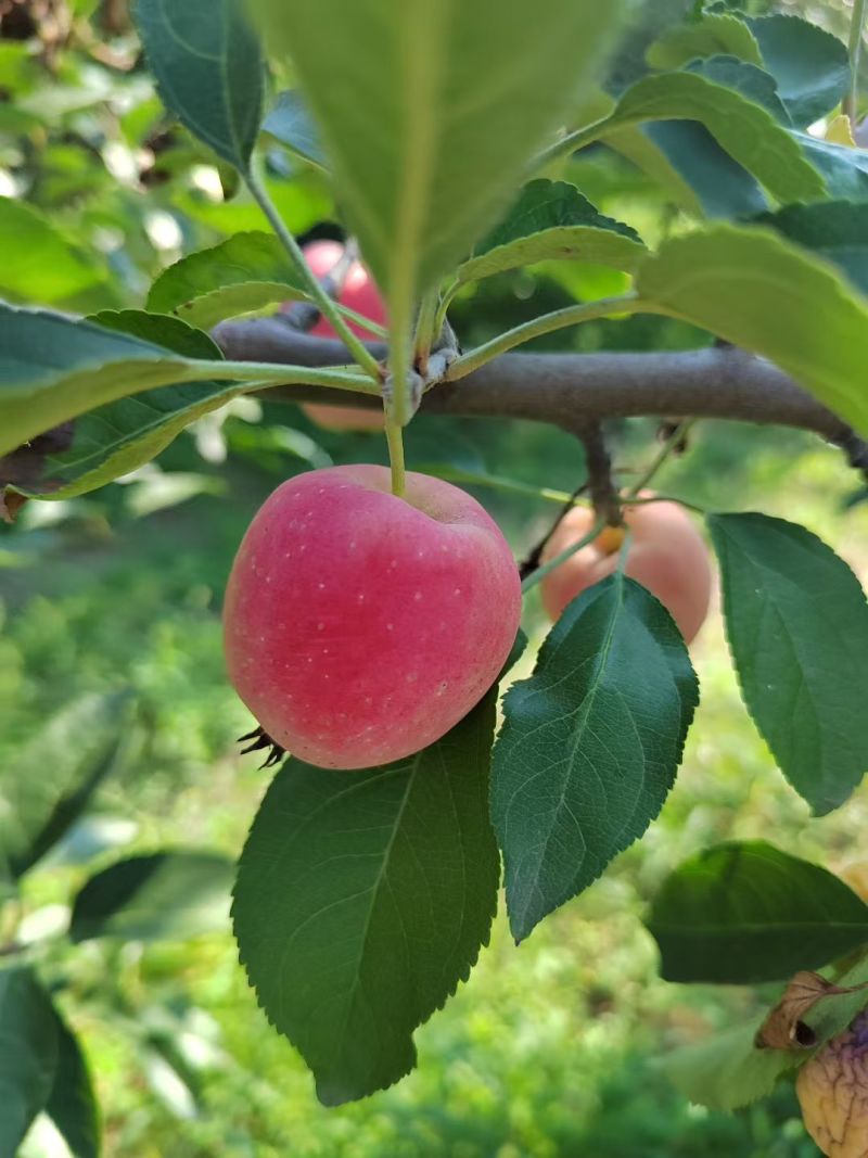 山西临汾农康果中果种植鸡心小苹果