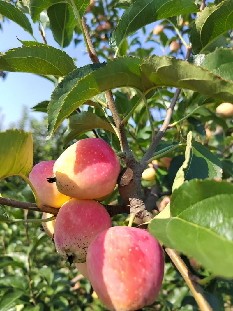 山西临汾农康果中果种植鸡心小苹果