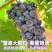 《畅销推荐》山东巨峰葡萄基地直发对接商超团购一条龙服务