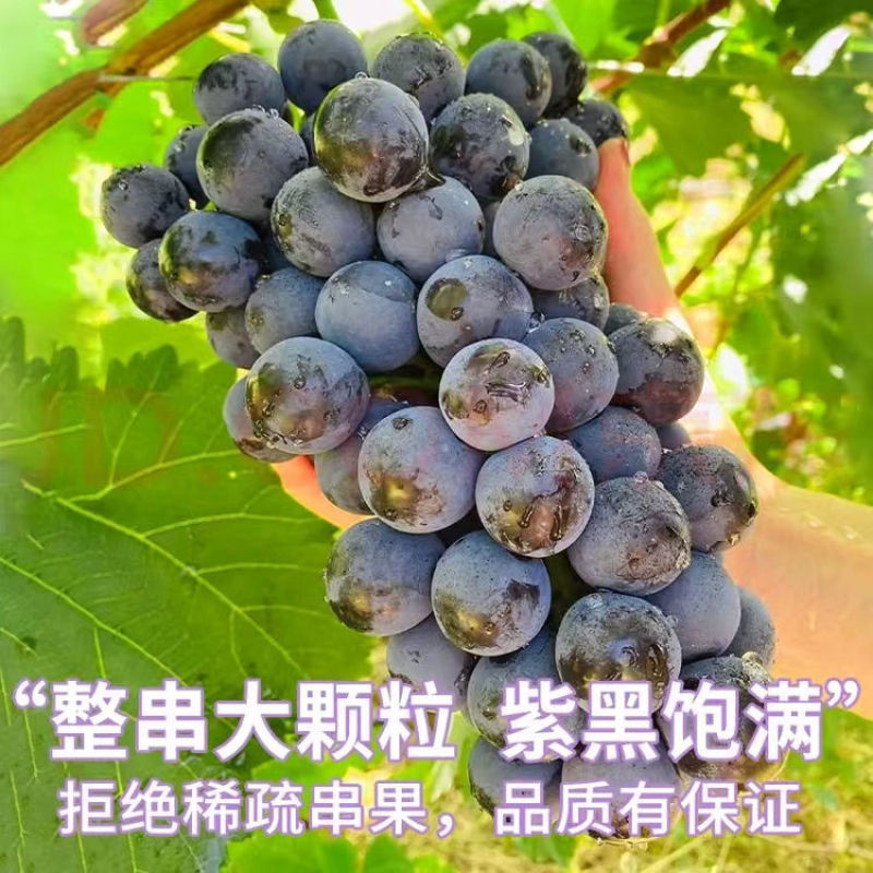 《畅销推荐》山东巨峰葡萄基地直发对接商超团购一条龙服务