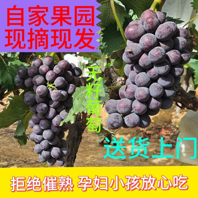 《畅销推荐》山东巨峰葡萄基地直发对接商超团购一条龙服务