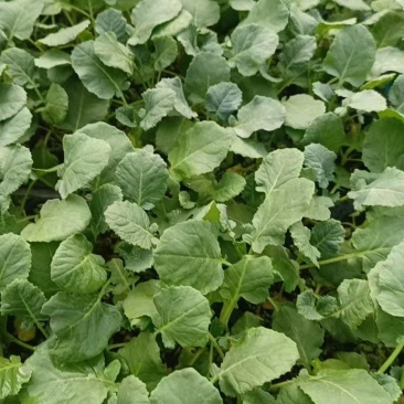 西兰花苗蔬菜苗花菜苗易成活价格实惠规格品种齐全