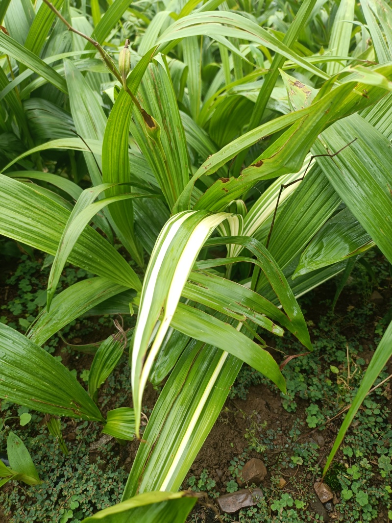 【推荐】贵州紫花三叉白芨鲜货/地里现挖/视频看货