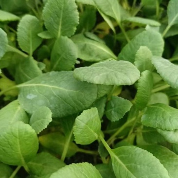 有机花菜苗菜花苗蔬菜苗基地直发抗病害易成活常年有货