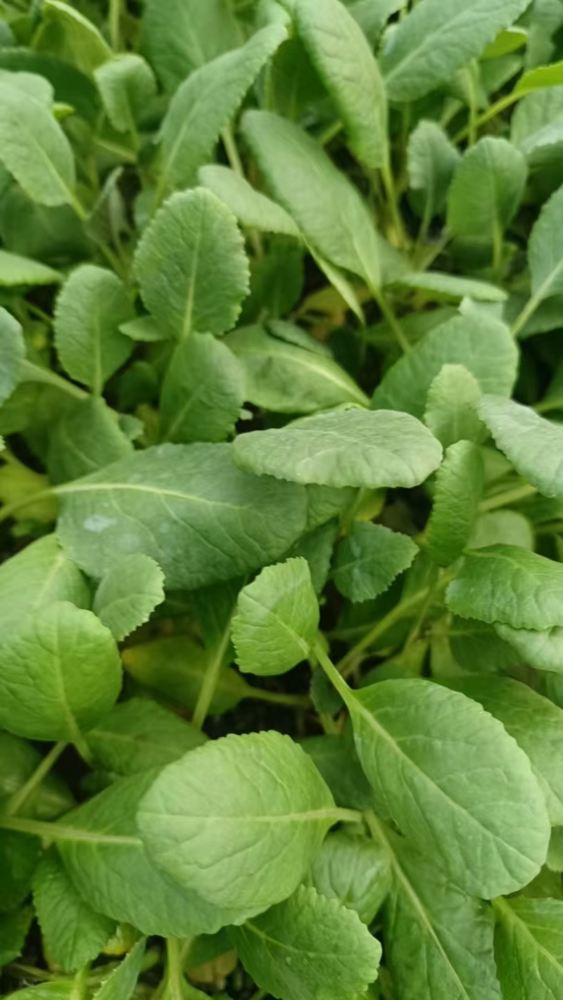 有机花菜苗菜花苗蔬菜苗基地直发抗病害易成活常年有货