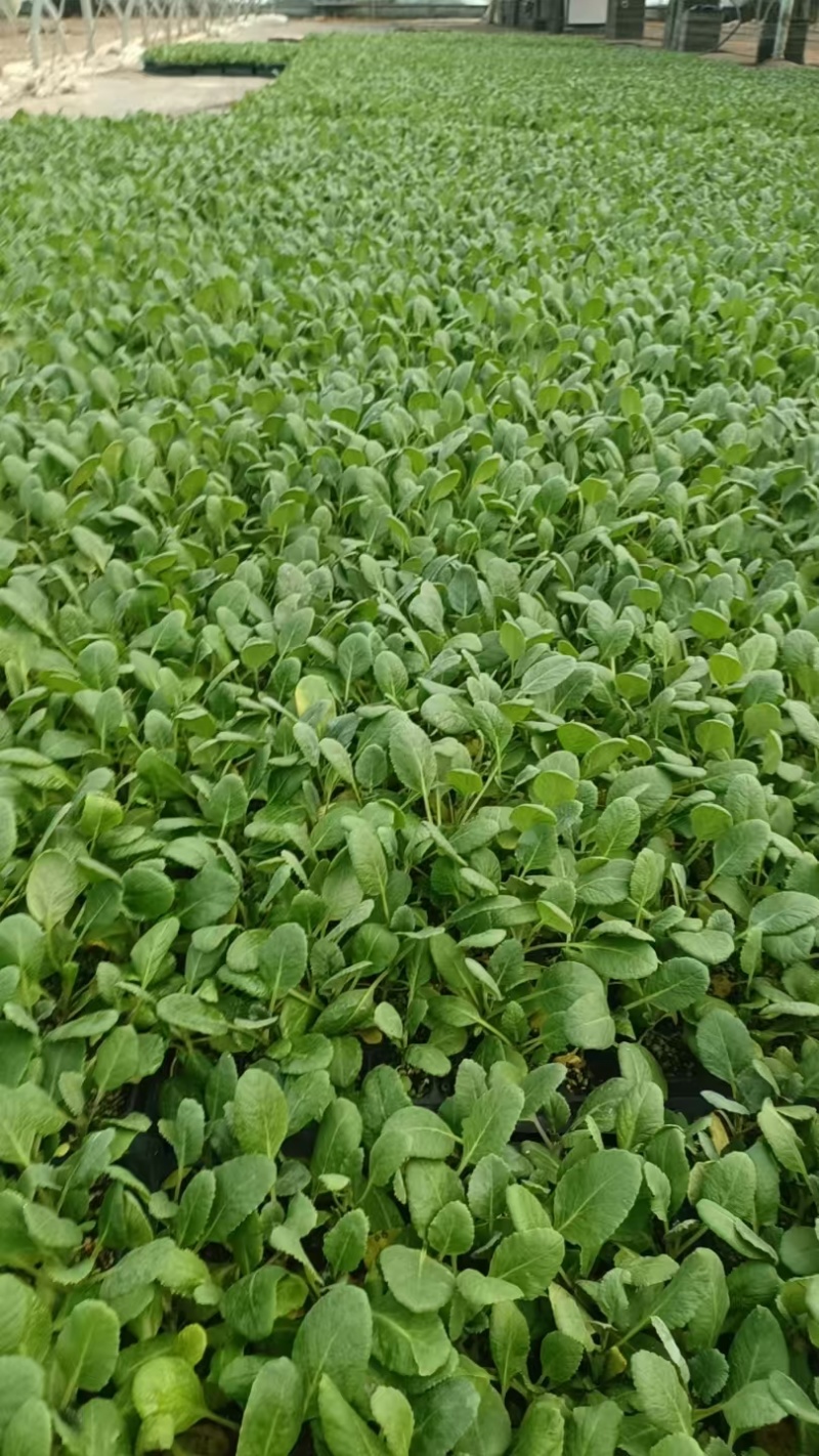 有机花菜苗菜花苗蔬菜苗基地直发抗病害易成活常年有货