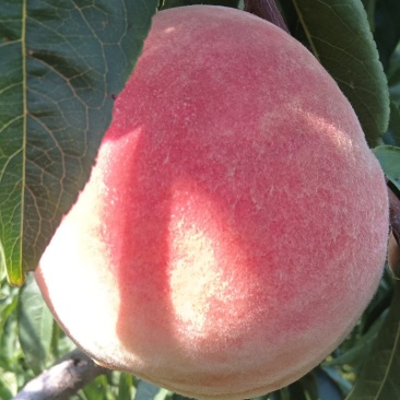 永连蜜桃