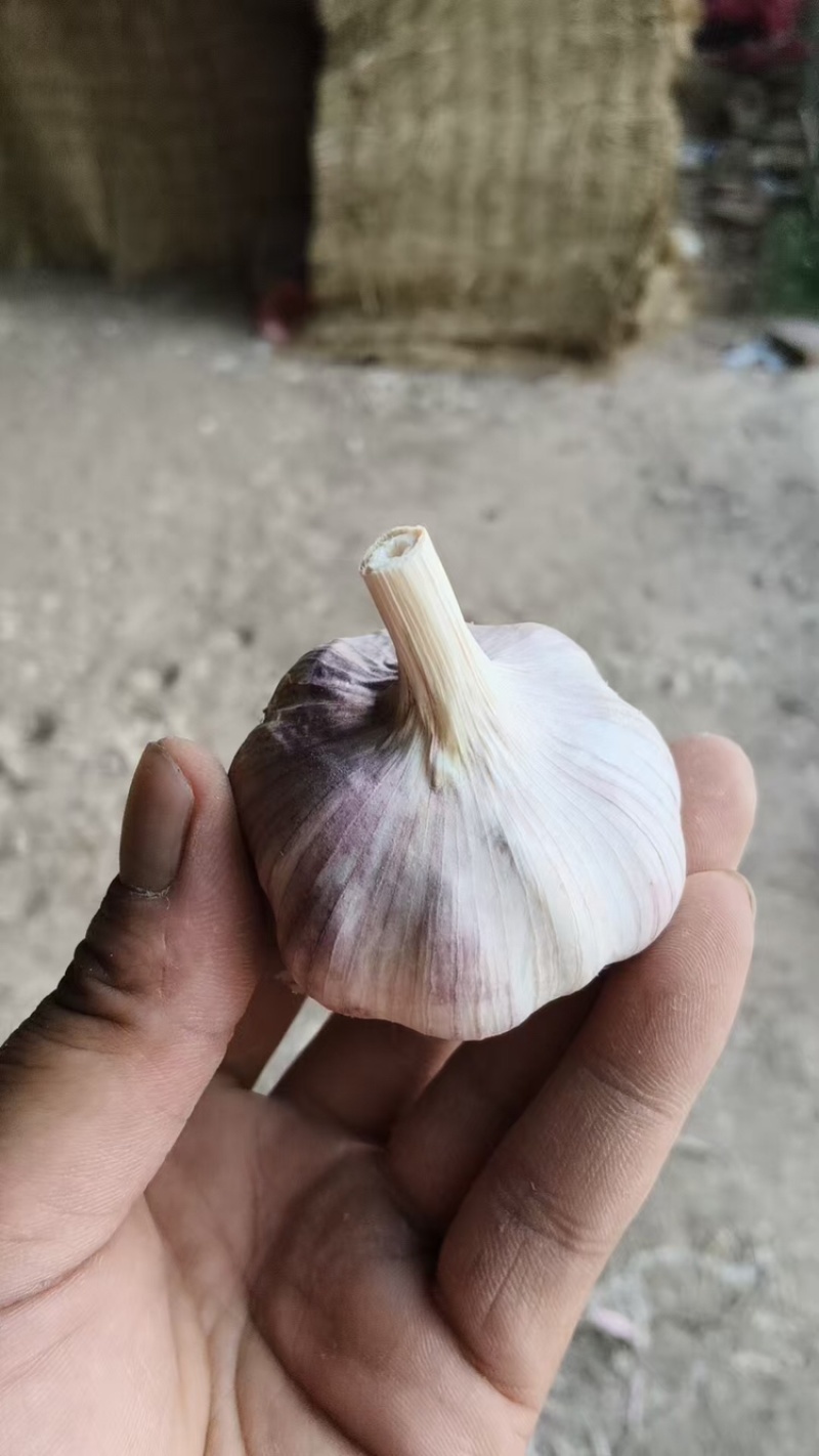 【大蒜】紫皮蒜基地直销量大质优价格优惠支持视频看货