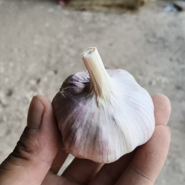 紫皮蒜大蒜基地直销量大质优价格优惠欢迎各大老板采购