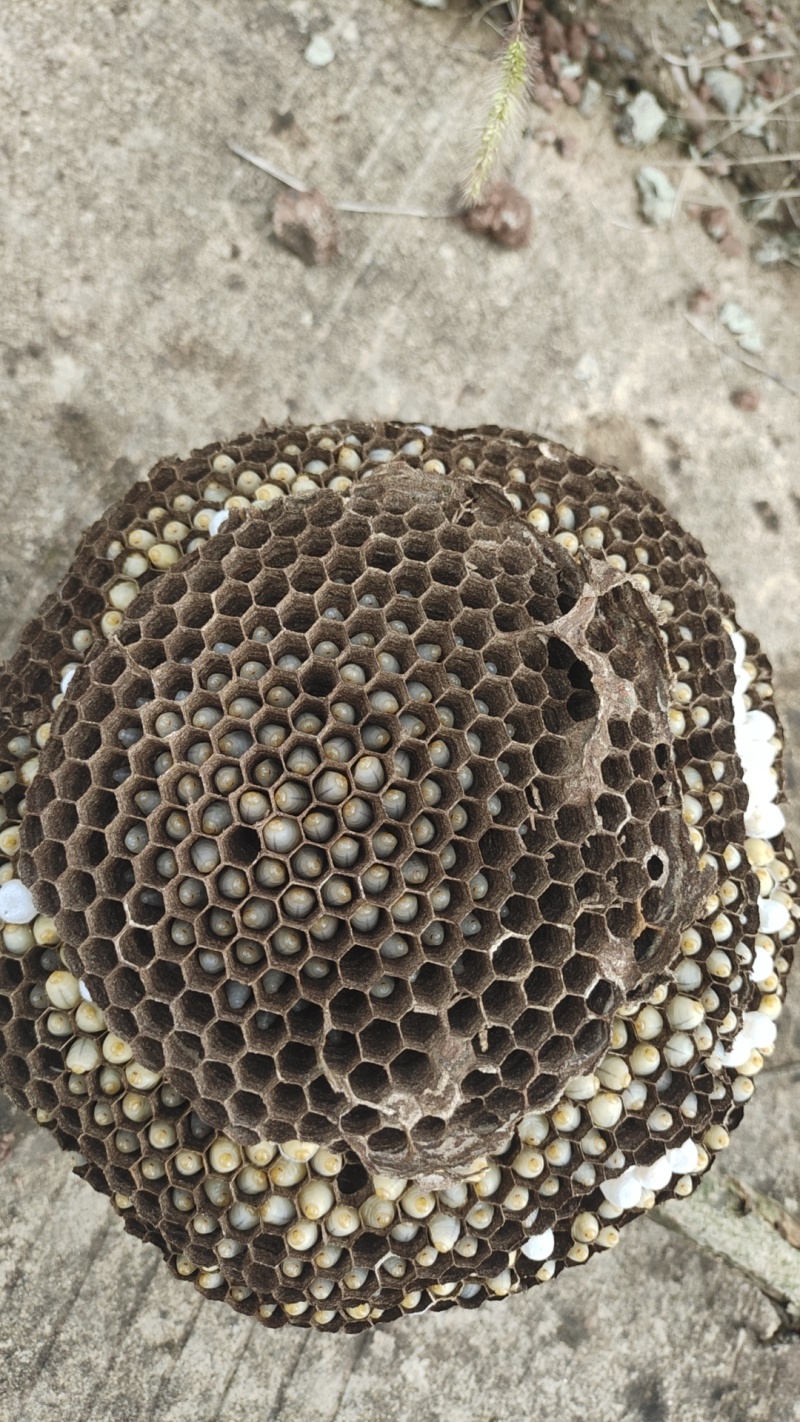 野生新鲜蜂蛹