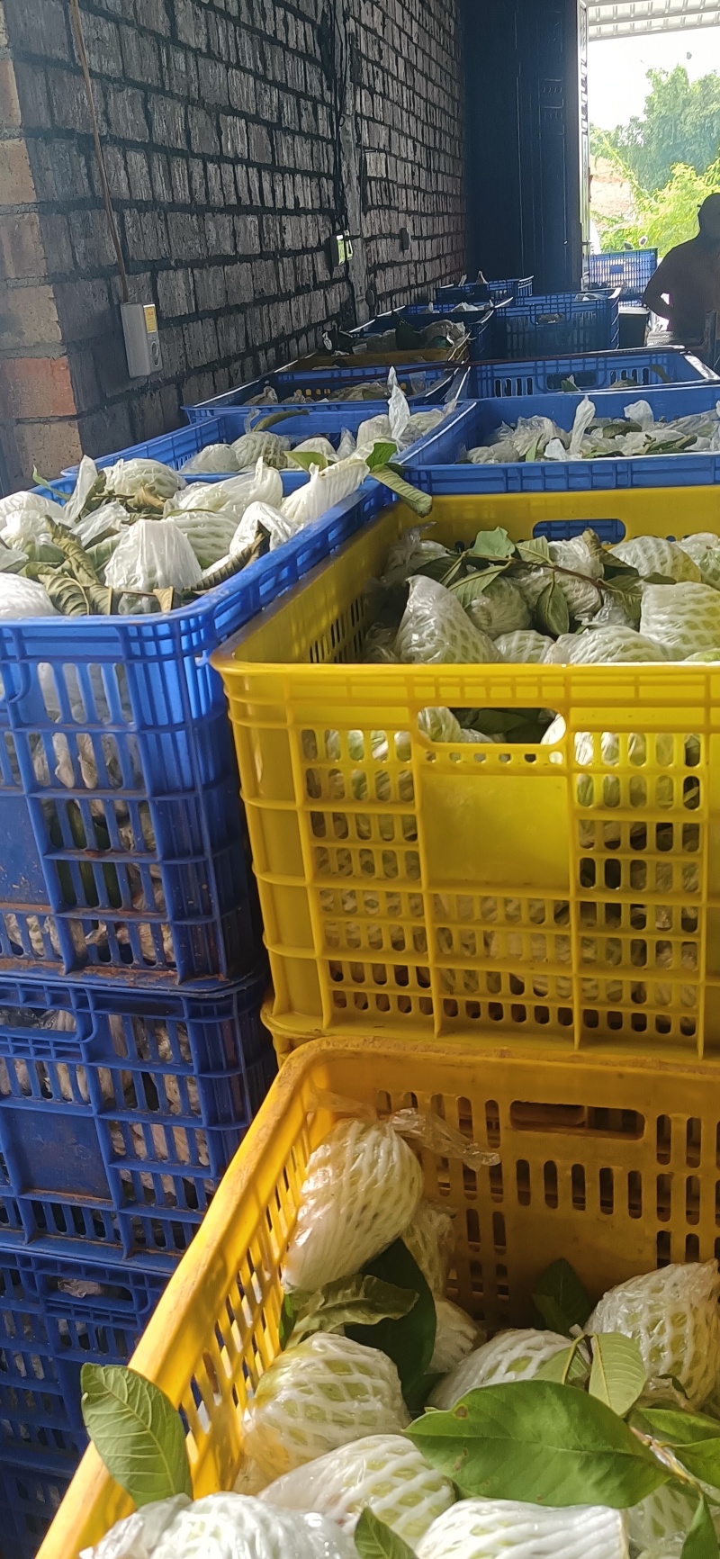 /白芯番石榴芭乐巴乐一件代发