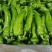 大棚牛角